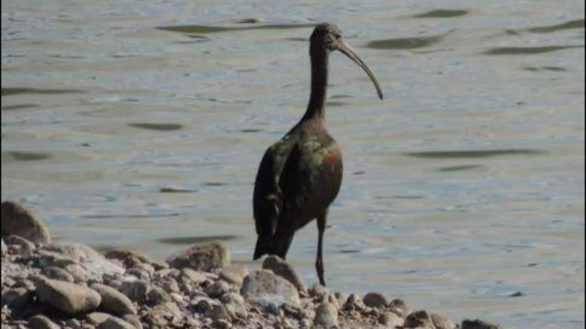 Ibis de cara blanca. Plegadis chihi